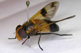 Image of Volucella tabanoides Motschulsky 1859