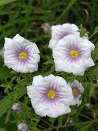 Image of Blue cup flower