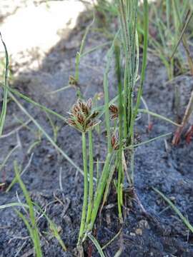 Image of slender flatsedge