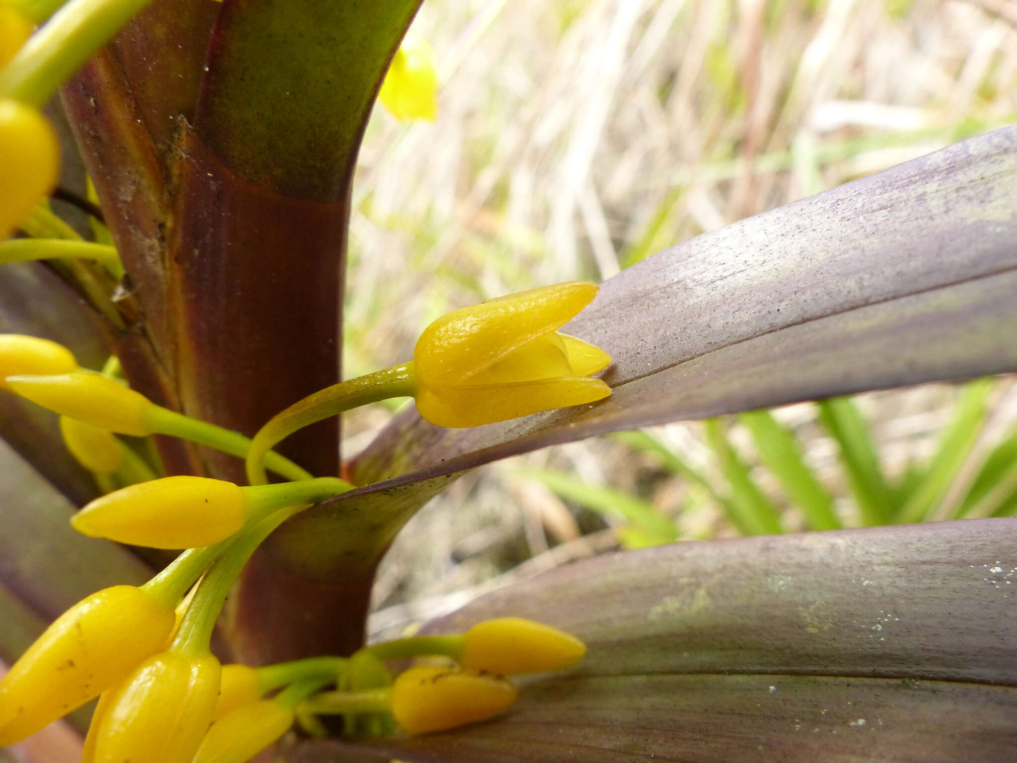 Image of Maxillaria cordyline (Rchb. fil.) Dodson