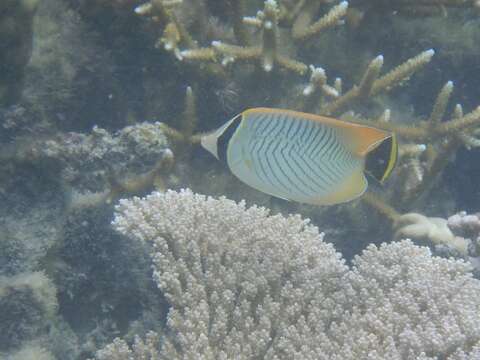 Image of Acropora Butterfly