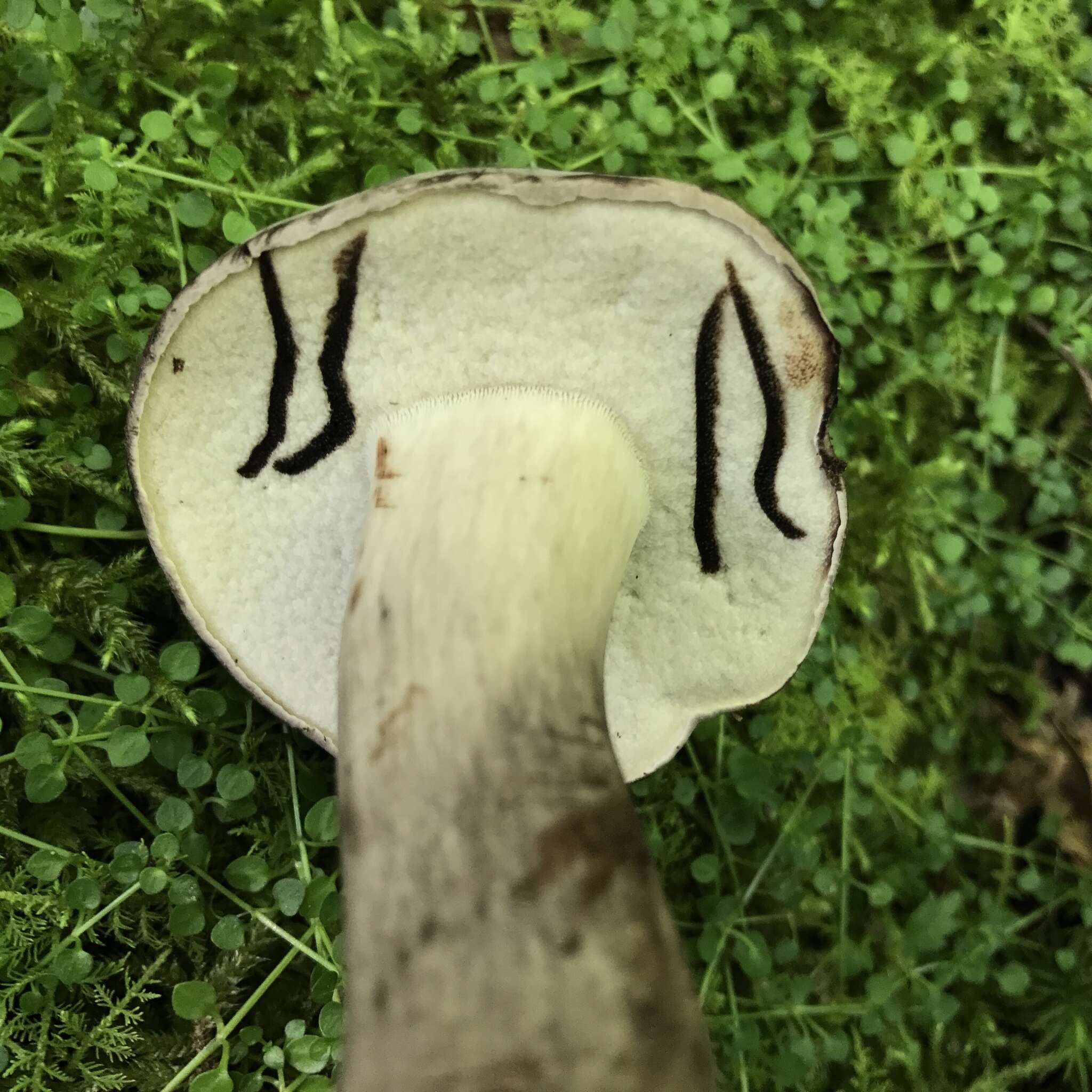 Image of Tylopilus alboater (Schwein.) Murrill 1909