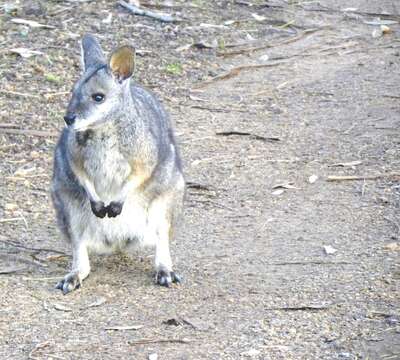 Image of wallaby