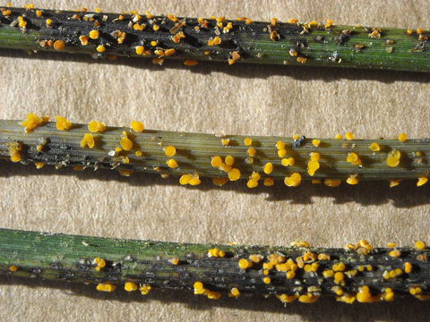 Image of <i>Stamnaria americana</i> Massee & Morgan 1902