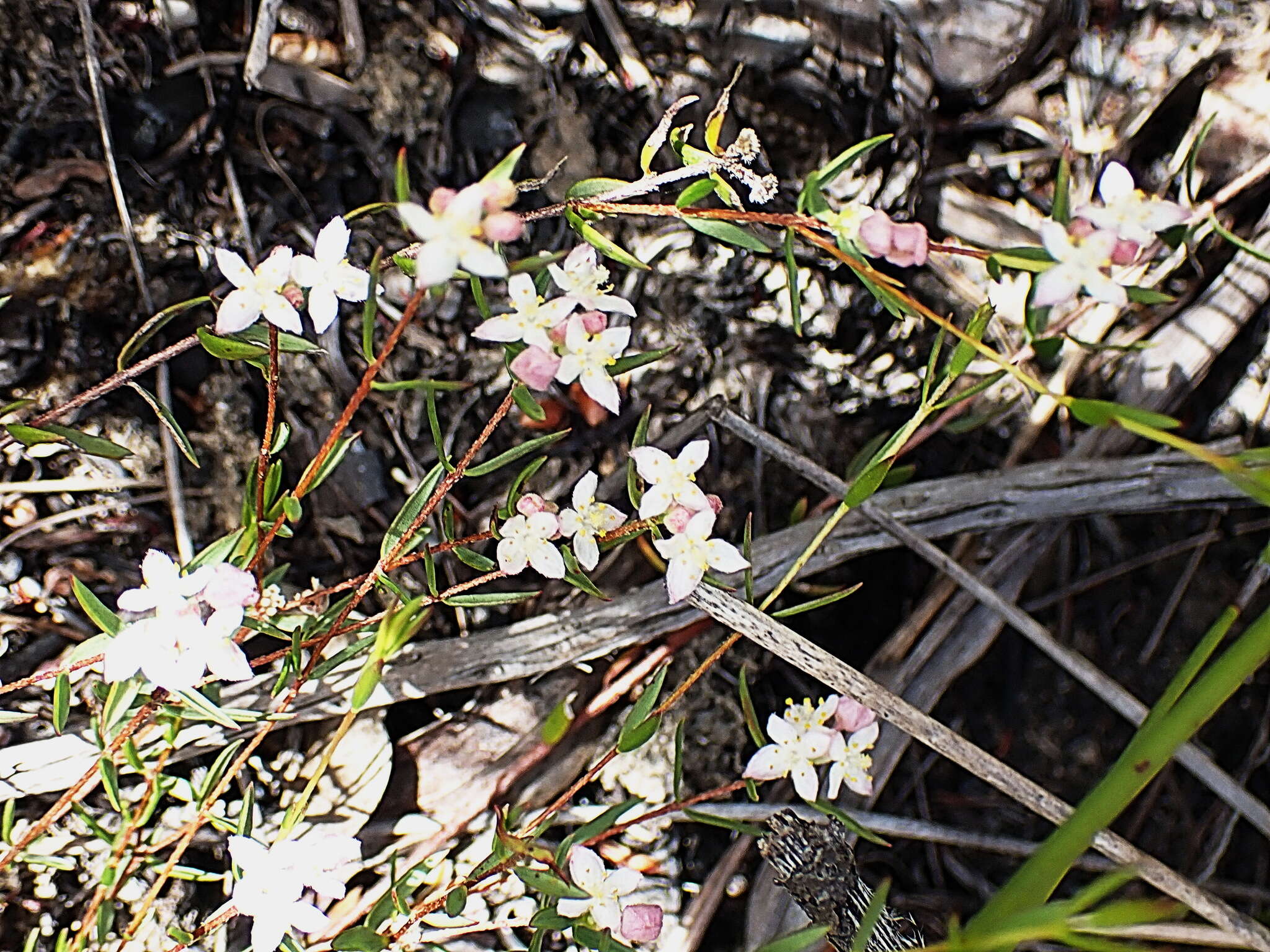 Image of Lachnaea burchellii Meissn.