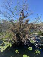 Image of giant airplant