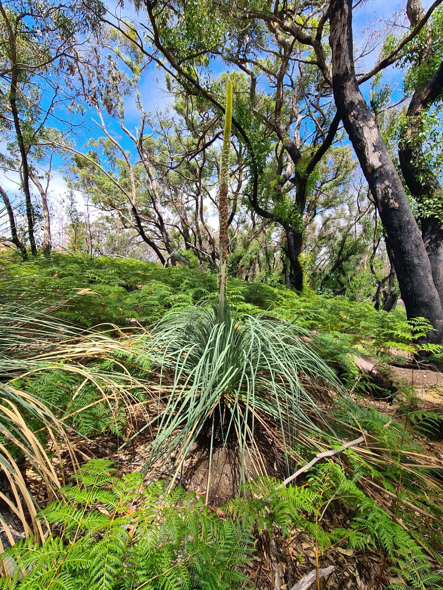 Image of Xanthorrhoea semiplana subsp. tateana (F. Muell.) D. J. Bedford