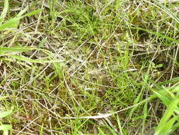 Image of Trailing Pearlwort