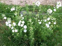 Image of musk mallow