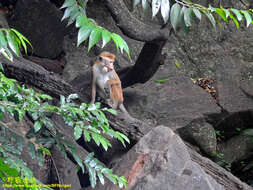 Image of Toque macaque