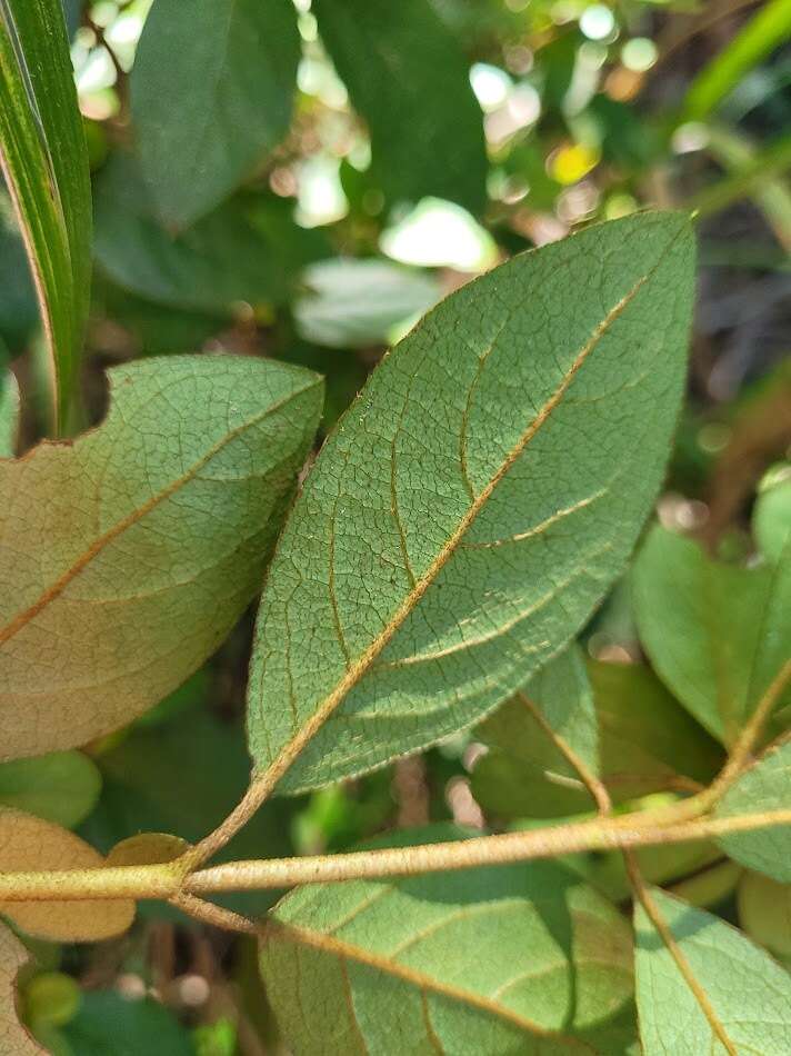 Image of Rhododendron breviperulatum Hayata