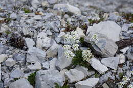 Imagem de Hornungia alpina (L.) O. Appel