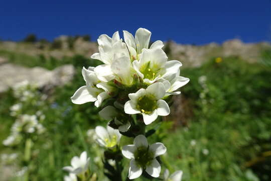 Imagem de Saxifraga aquatica Lapeyr.