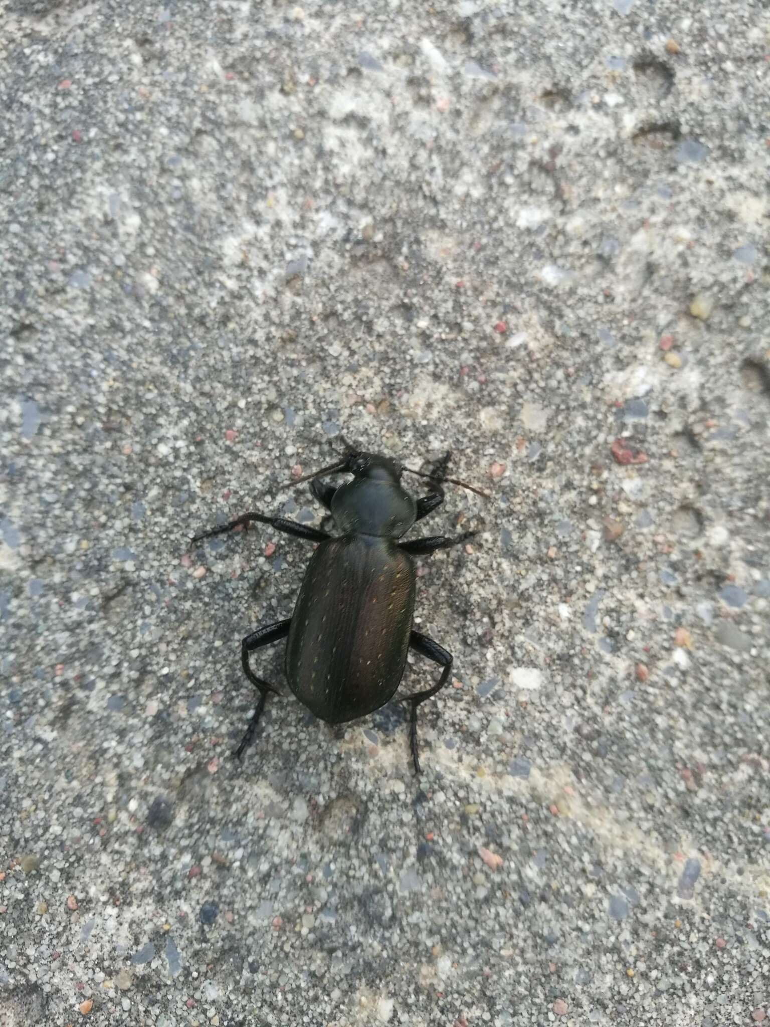 Imagem de Calosoma (Campalita) auropunctatum (Herbst 1784)