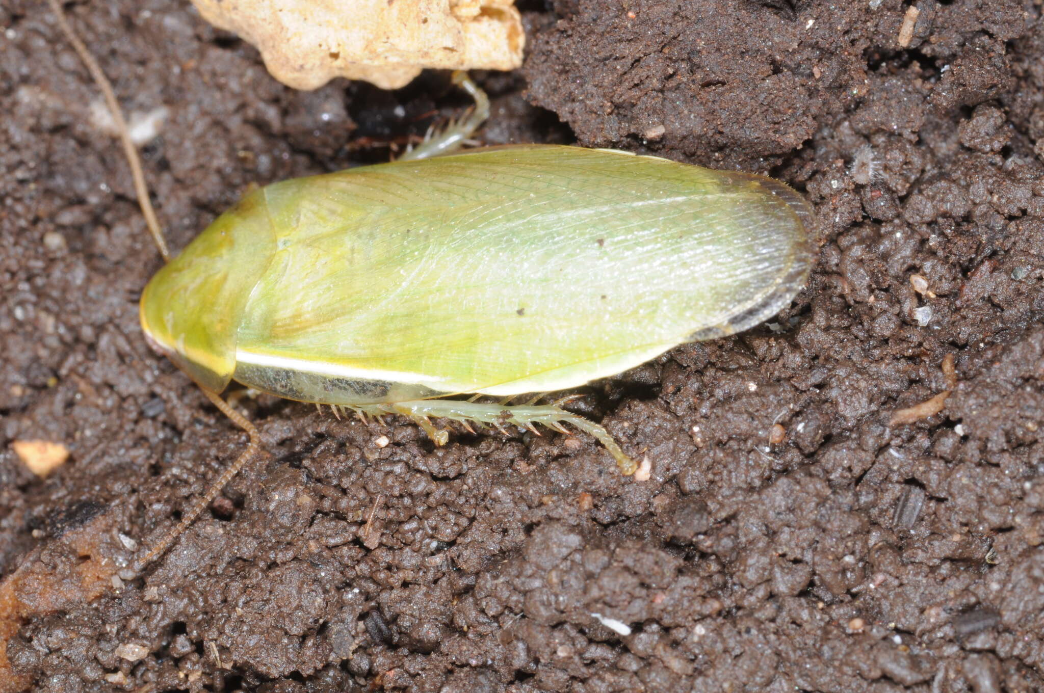 Image of Panchlora thalassina Saussure & Zehntner 1893