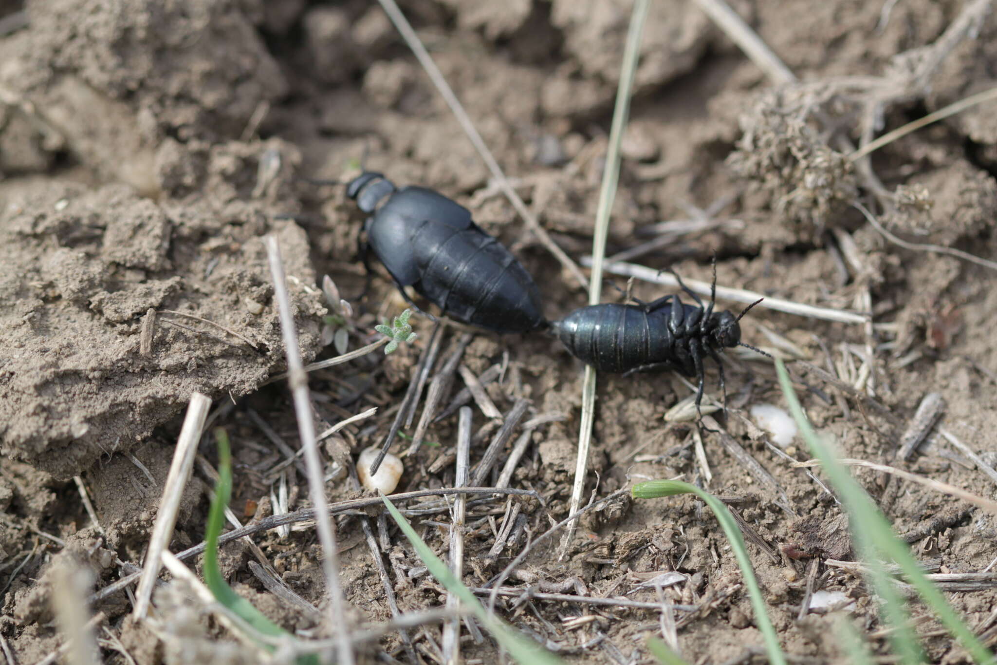 Image of <i>Meloe uralensis</i>