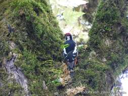 Image of Himalayan Woodpecker