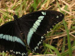 Image of greenbanded swallowtail