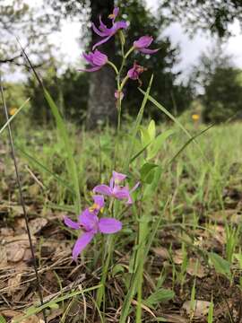 Image of Oklahoma grasspink