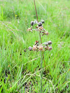 Image of Miraglossum pulchellum (Schltr.) F. K. Kupicha