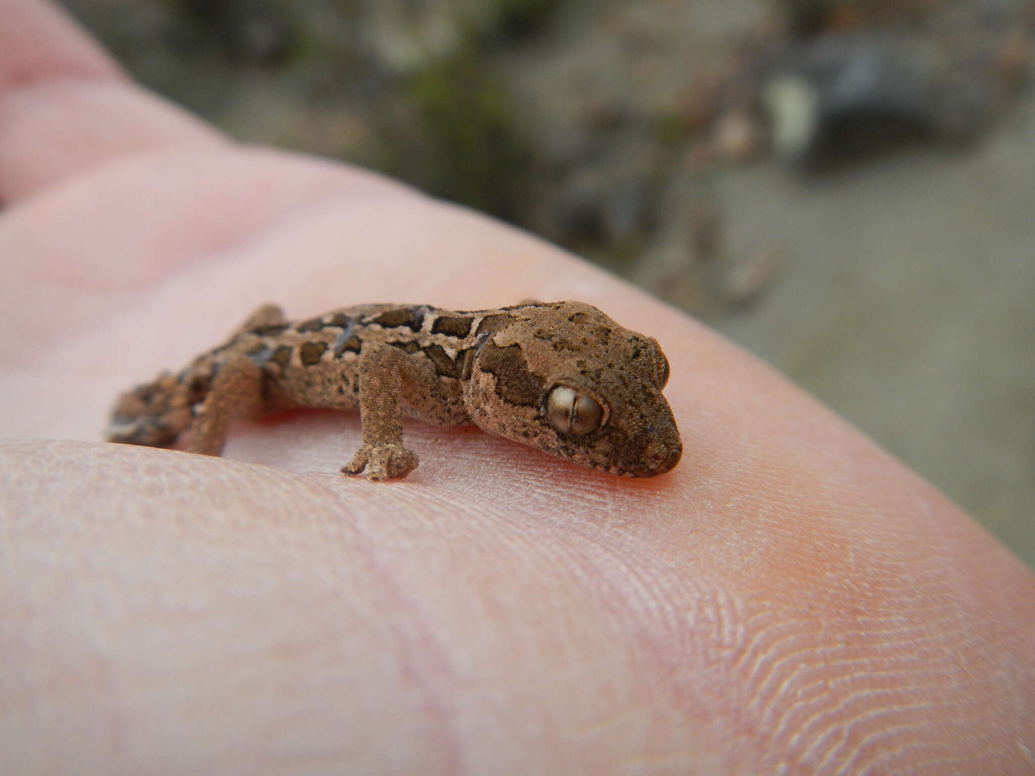 Image of Spotted Gecko