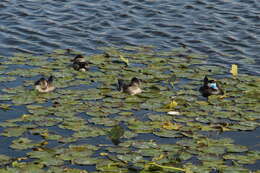 Image of Bluebills
