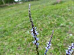 Image de Verbena gracilescens (Cham.) Herter