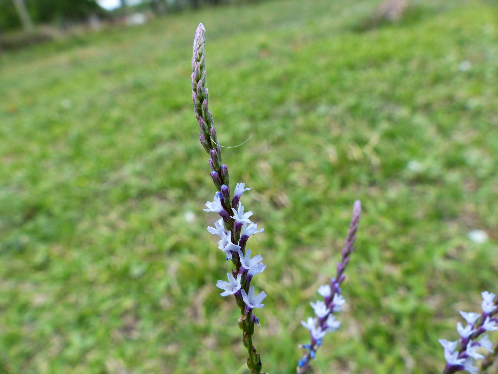 Image of Verbena gracilescens (Cham.) Herter