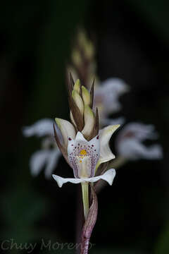 Imagem de Govenia purpusii Schltr.