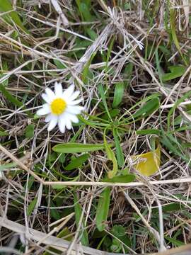 Image of Brachyscome graminea (Labill.) F. Müll.