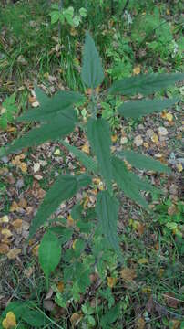 Image of Urtica dioica subsp. pubescens (Ledeb.) Domin