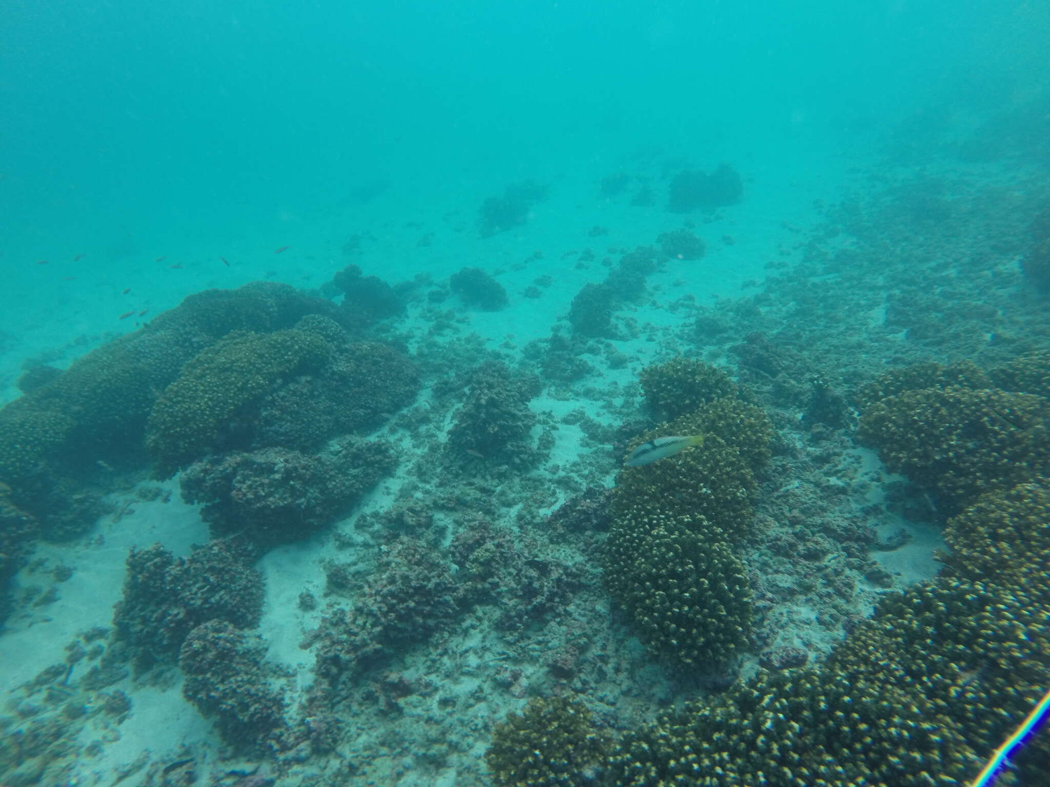 Image of Spinster wrasse