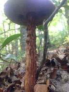 Image of Aureoboletus russellii (Frost) G. Wu & Zhu L. Yang 2016