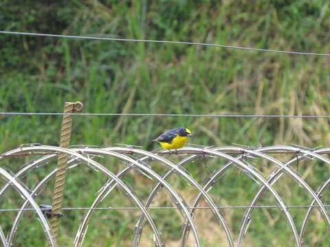 Euphonia laniirostris crassirostris Sclater & PL 1857的圖片