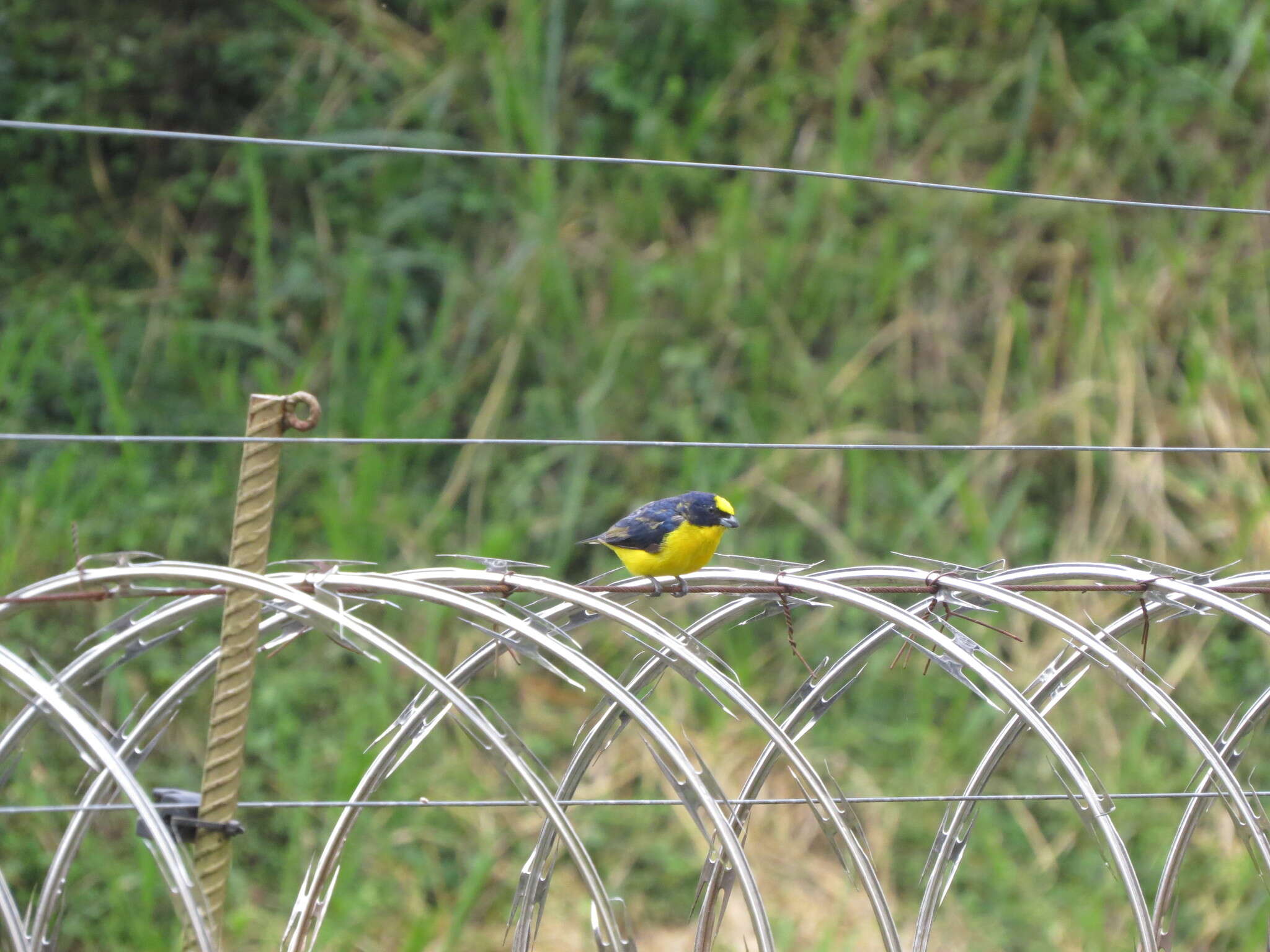 Euphonia laniirostris crassirostris Sclater & PL 1857的圖片