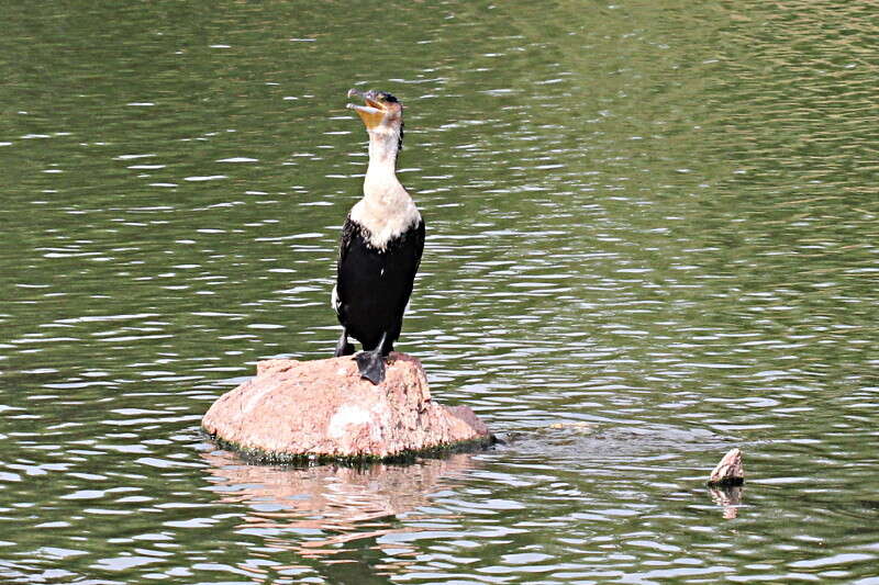 Image of Phalacrocorax carbo lucidus