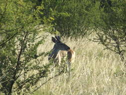 Image of Odocoileus virginianus carminis Goldman & Kellog 1940