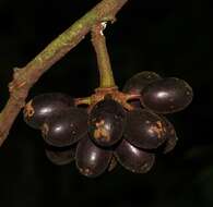 Image of Guatteria guianensis (Aubl.) R. E. Fr.