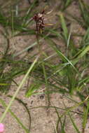 Image of Tallong midge orchid