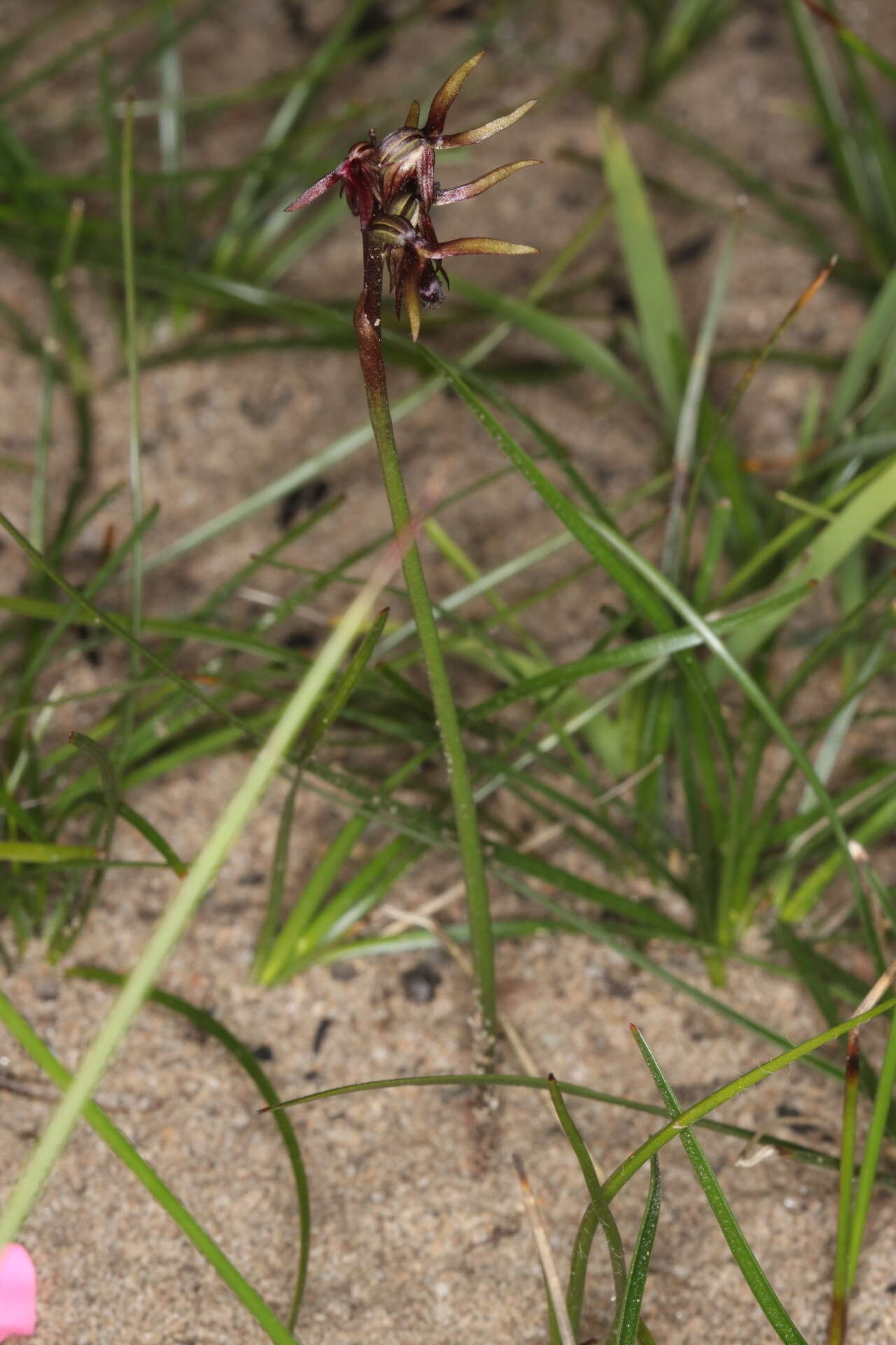 Image of Tallong midge orchid