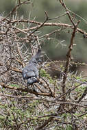 Image of White-bellied Go-away-bird