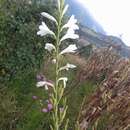 Imagem de Watsonia borbonica subsp. ardernei (Sander) Goldblatt