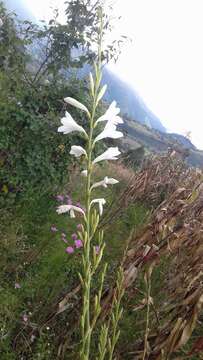 Sivun Watsonia borbonica subsp. ardernei (Sander) Goldblatt kuva