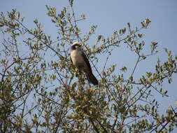 Image of Southern White-crowned Shrike