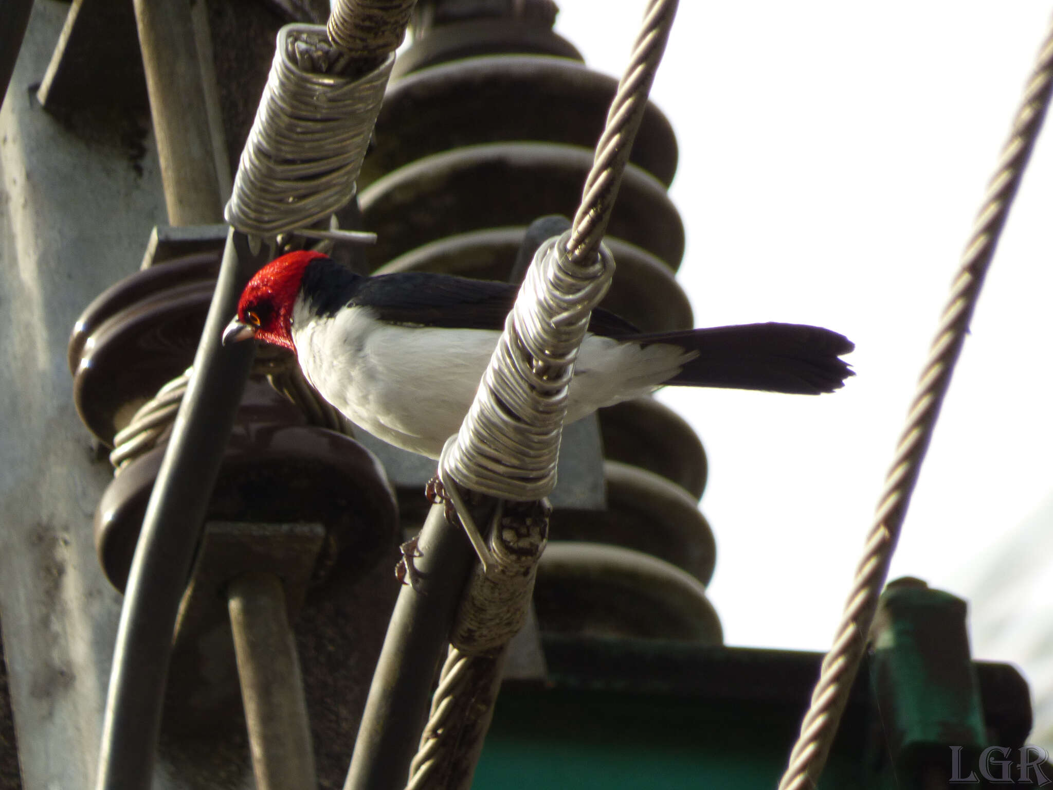 Image of Red-capped Cardinal