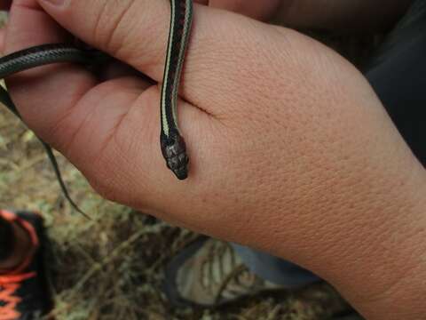 Image of Thamnophis sirtalis infernalis (Blainville 1835)