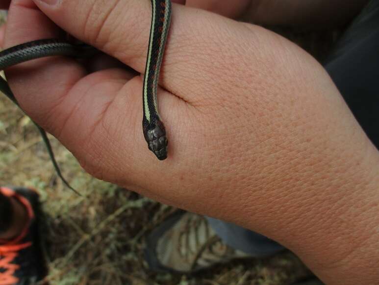 Image of Thamnophis sirtalis infernalis (Blainville 1835)