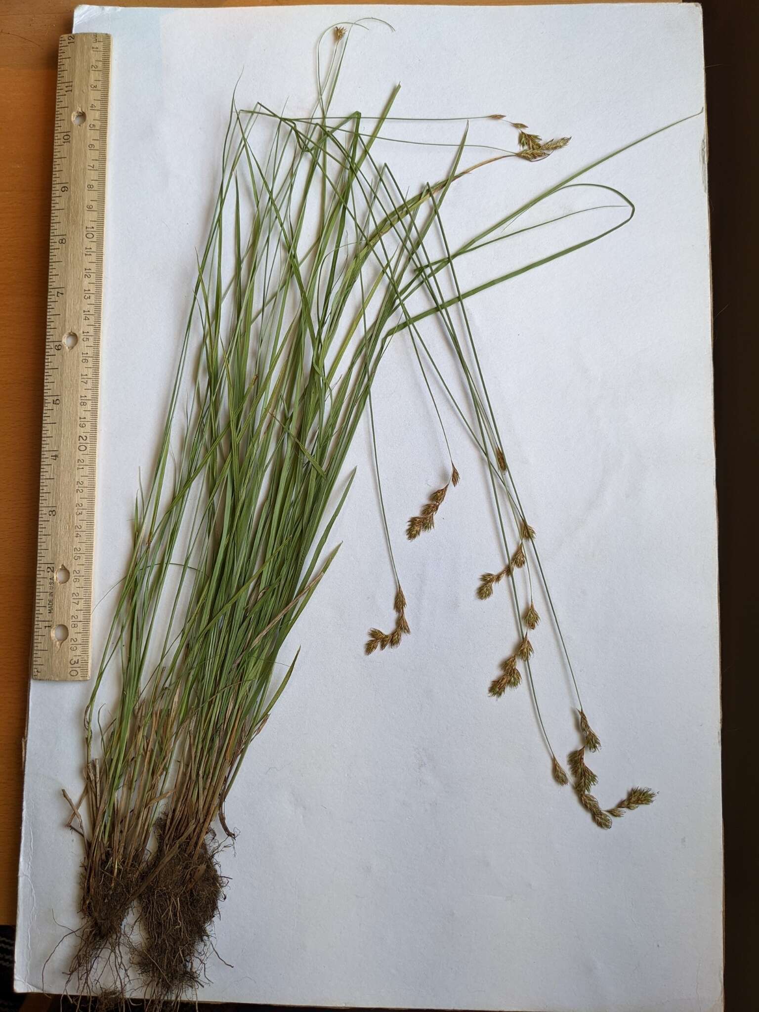 Image of meadow sedge