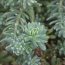 Image of Galium aetnicum Biv.