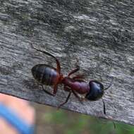 Слика од Camponotus ligniperdus (Latreille 1802)